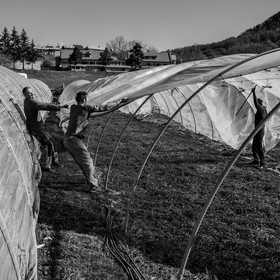 Montage de serres tunnel