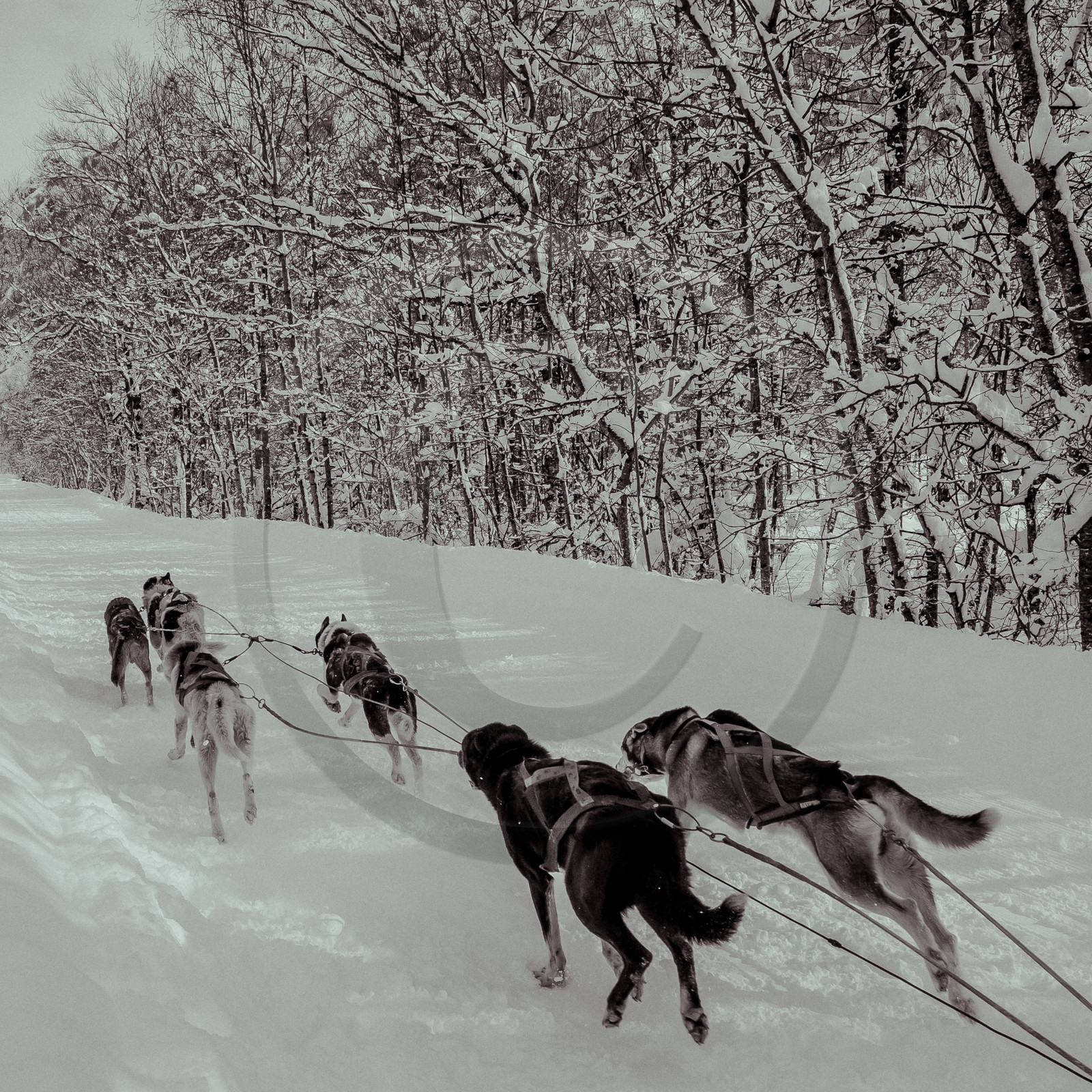 La Valgaude Traineau 2015
