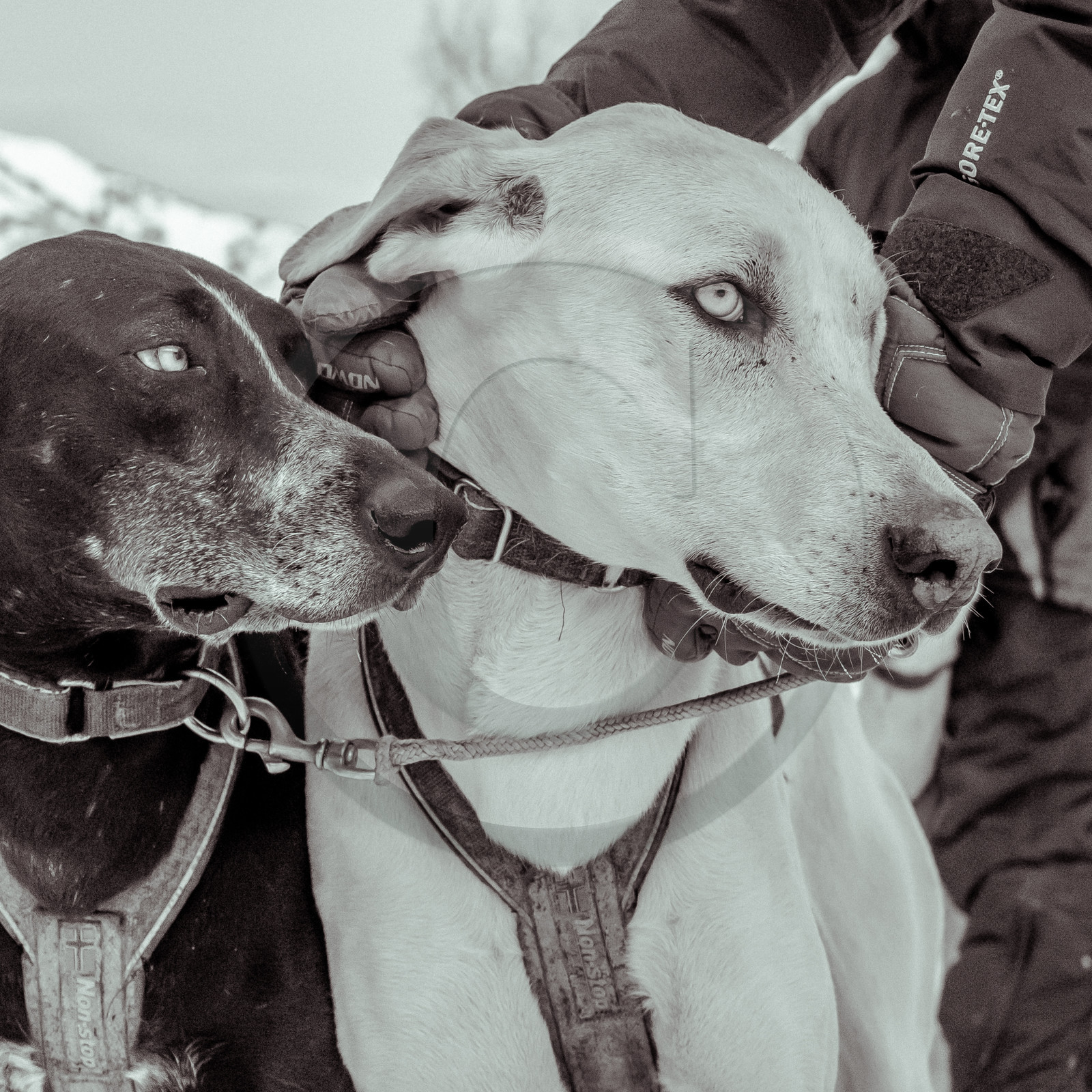 La Valgaude Traineau 2015