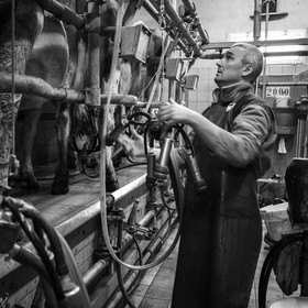 La traite des vaches