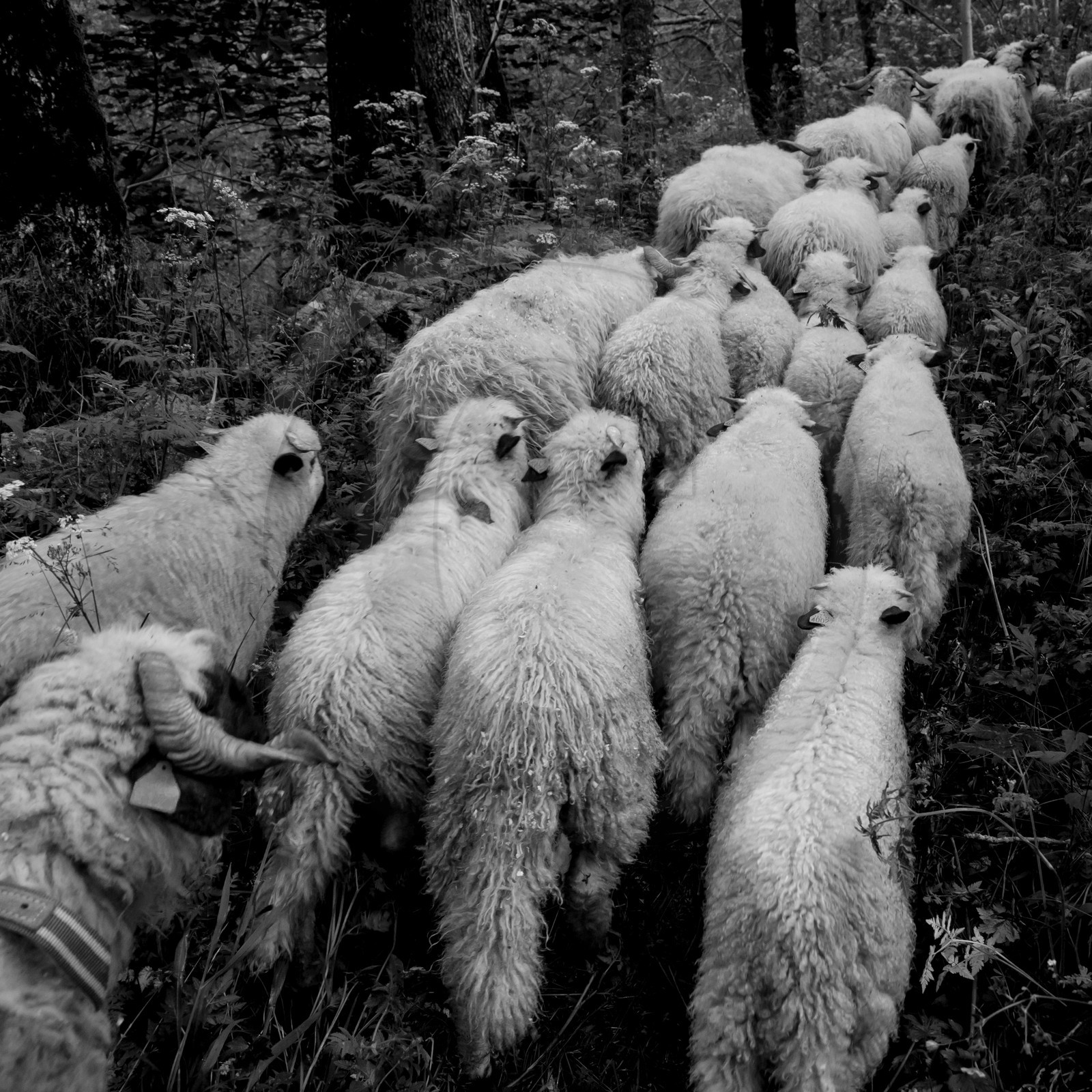 La transhumance des brebis
