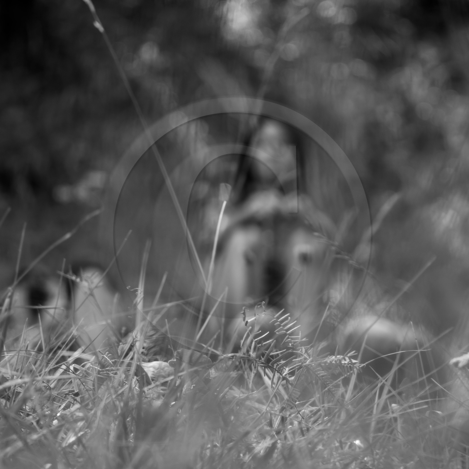 Arpenter le paysage avec Martin de la Soudière