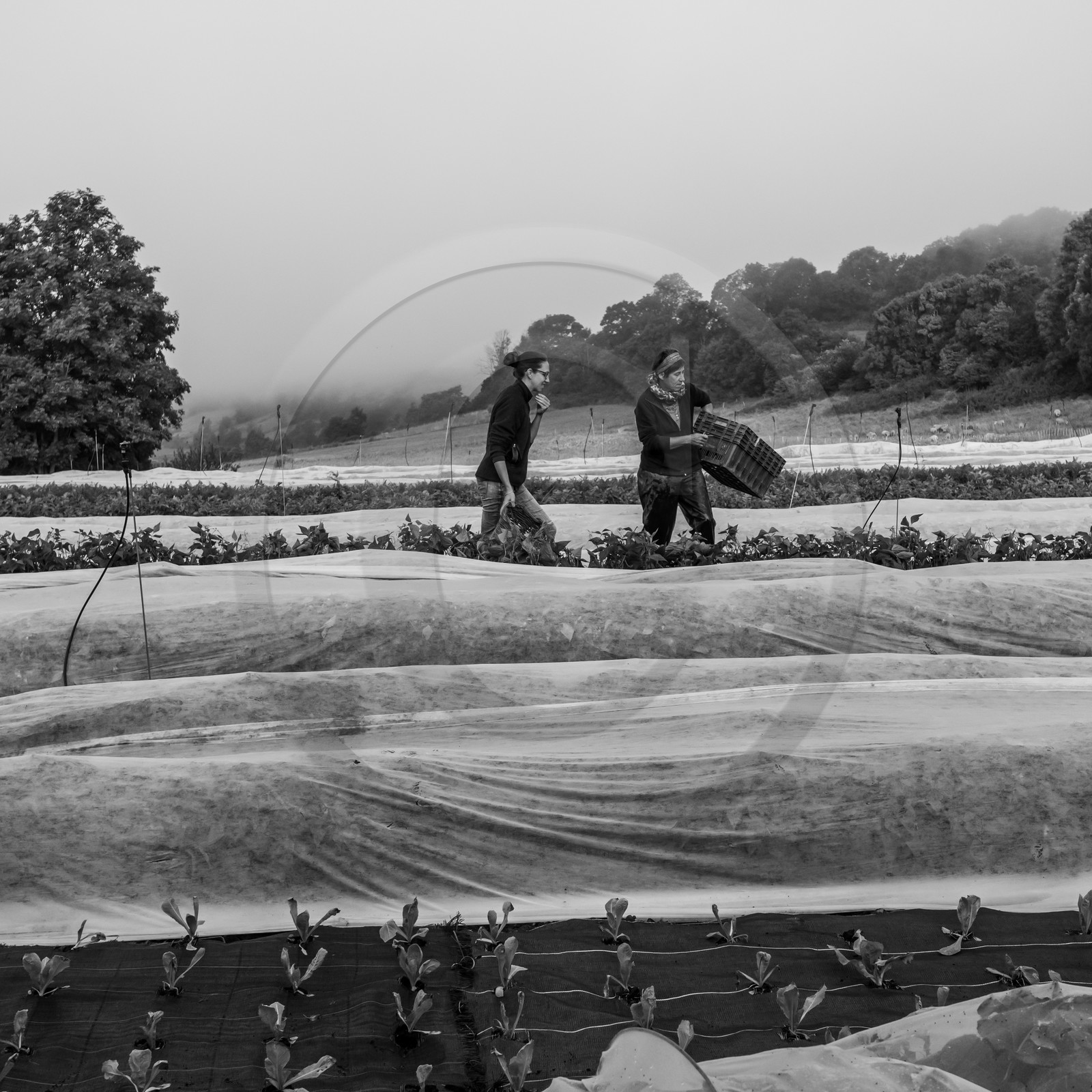 Maraichage biologique dans le Champsaur