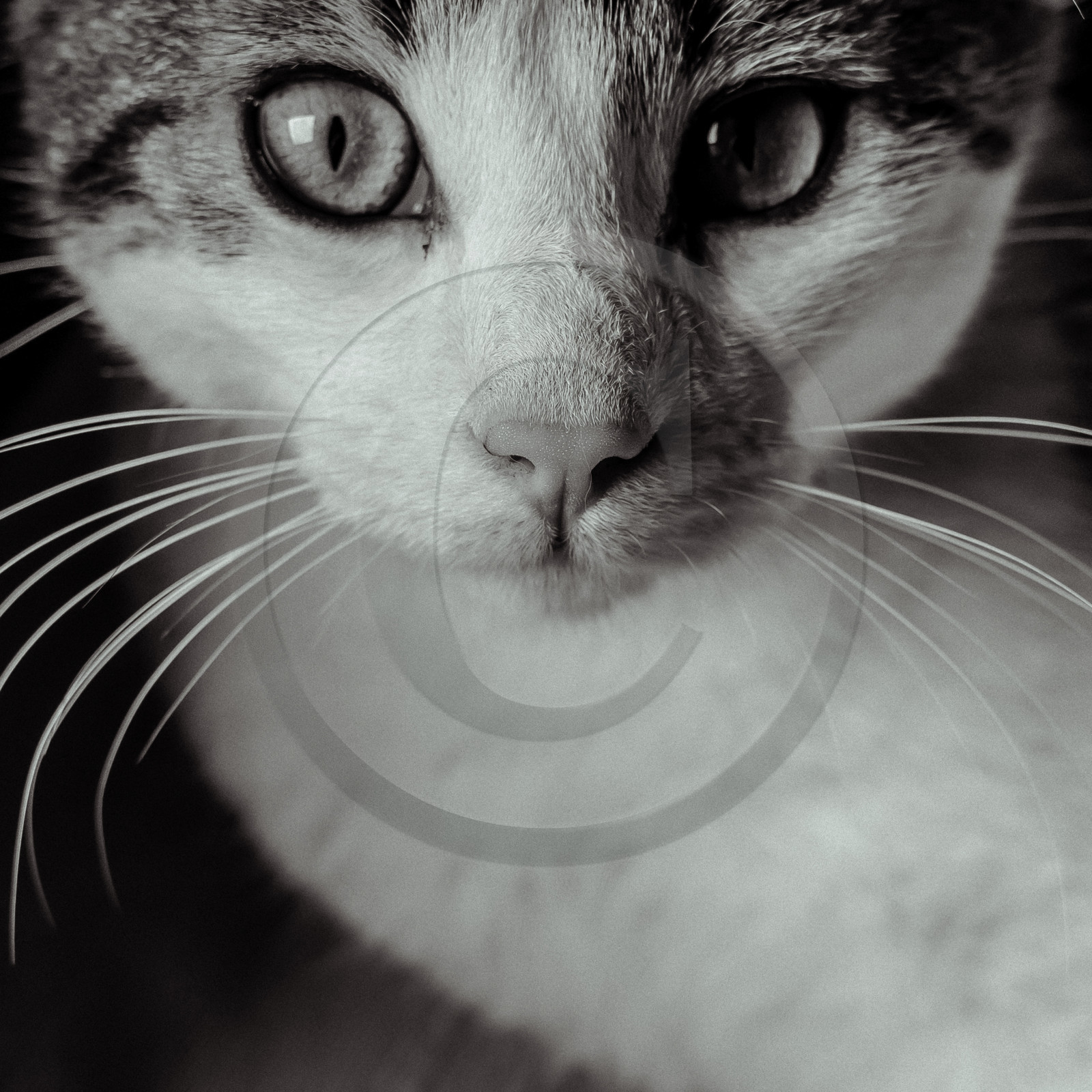Portraits de Chats