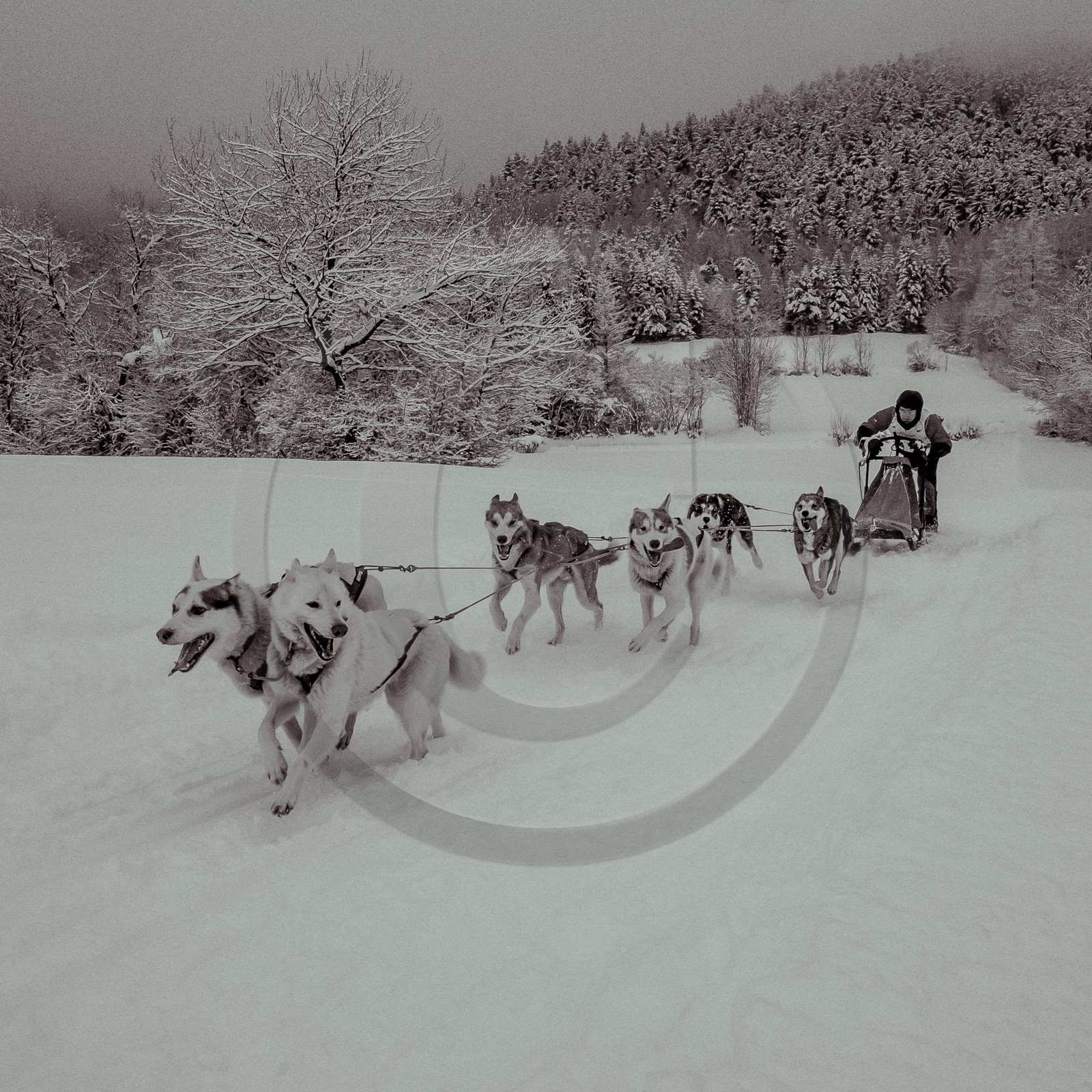 La Valgaude Traineau 2015