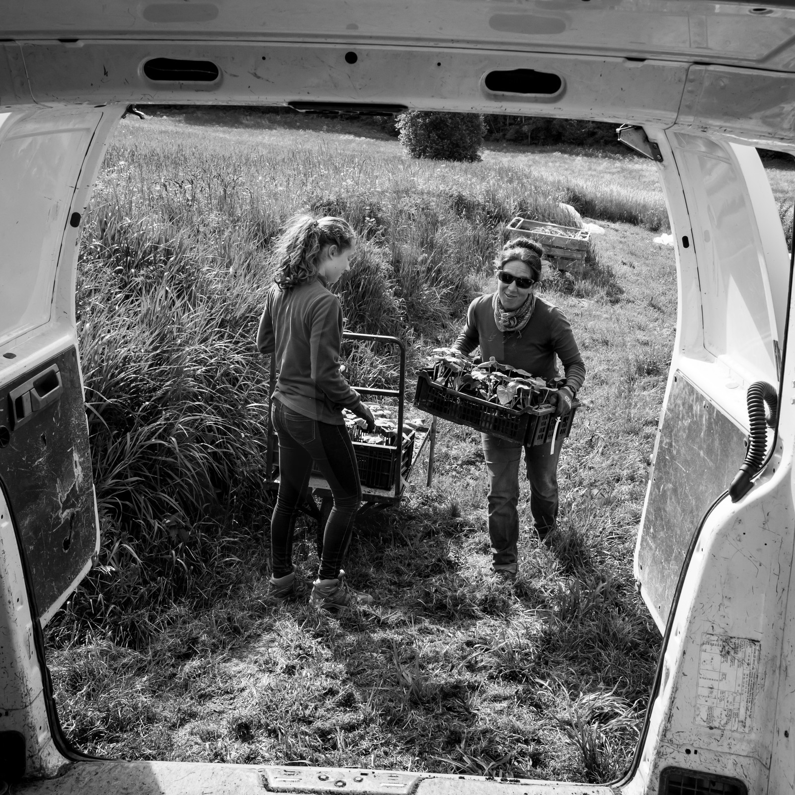 La plantation des courges