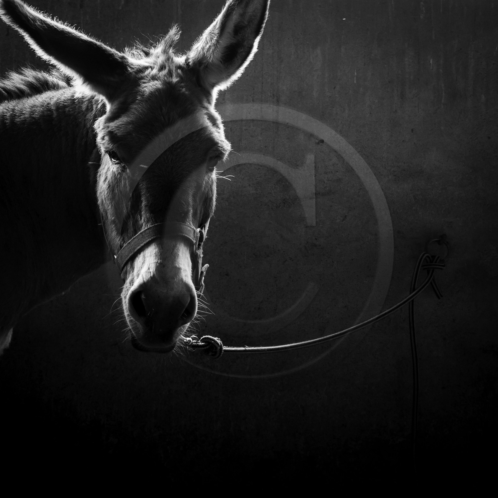 L'asinerie Le sentier des ânes