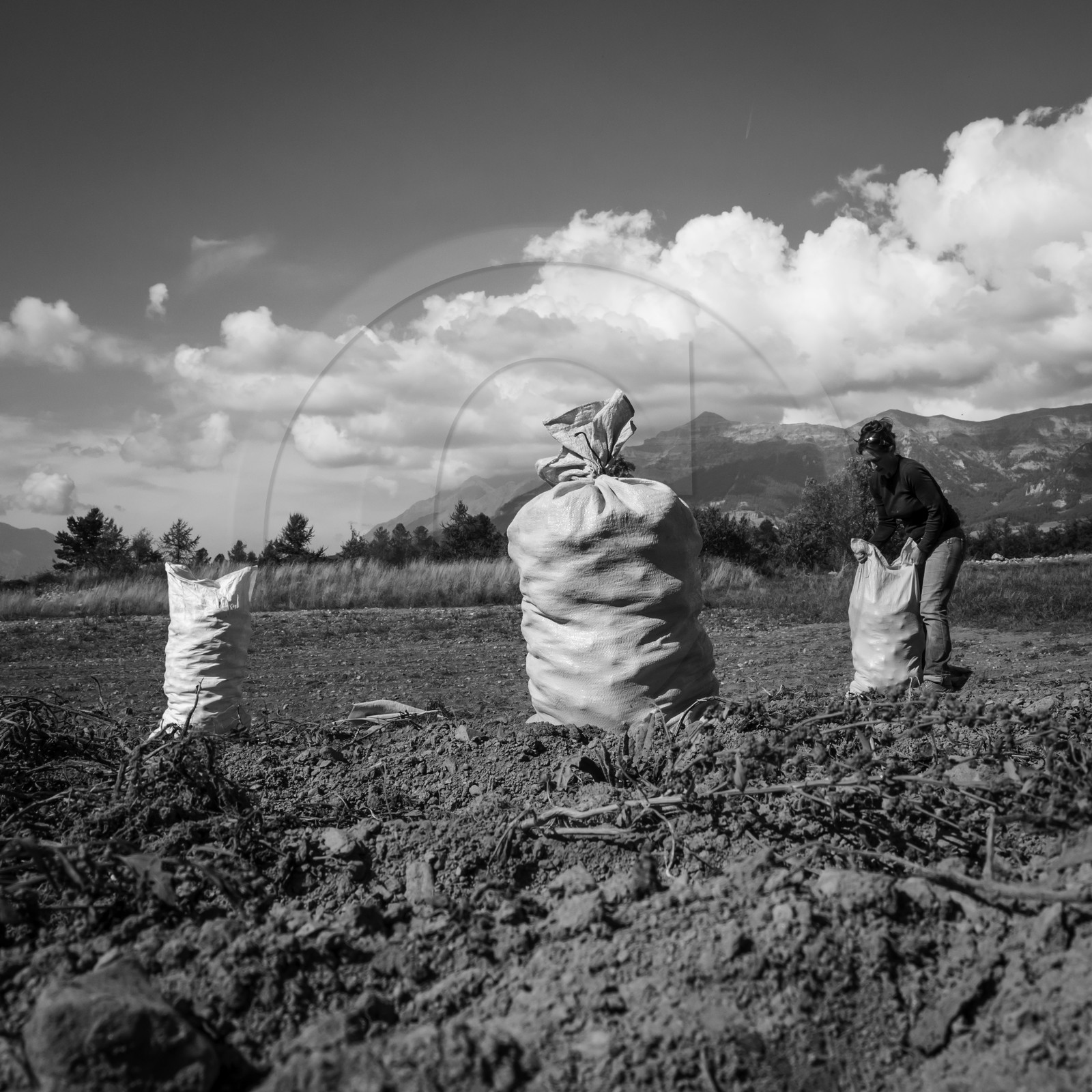 La récolte des pommes de terre