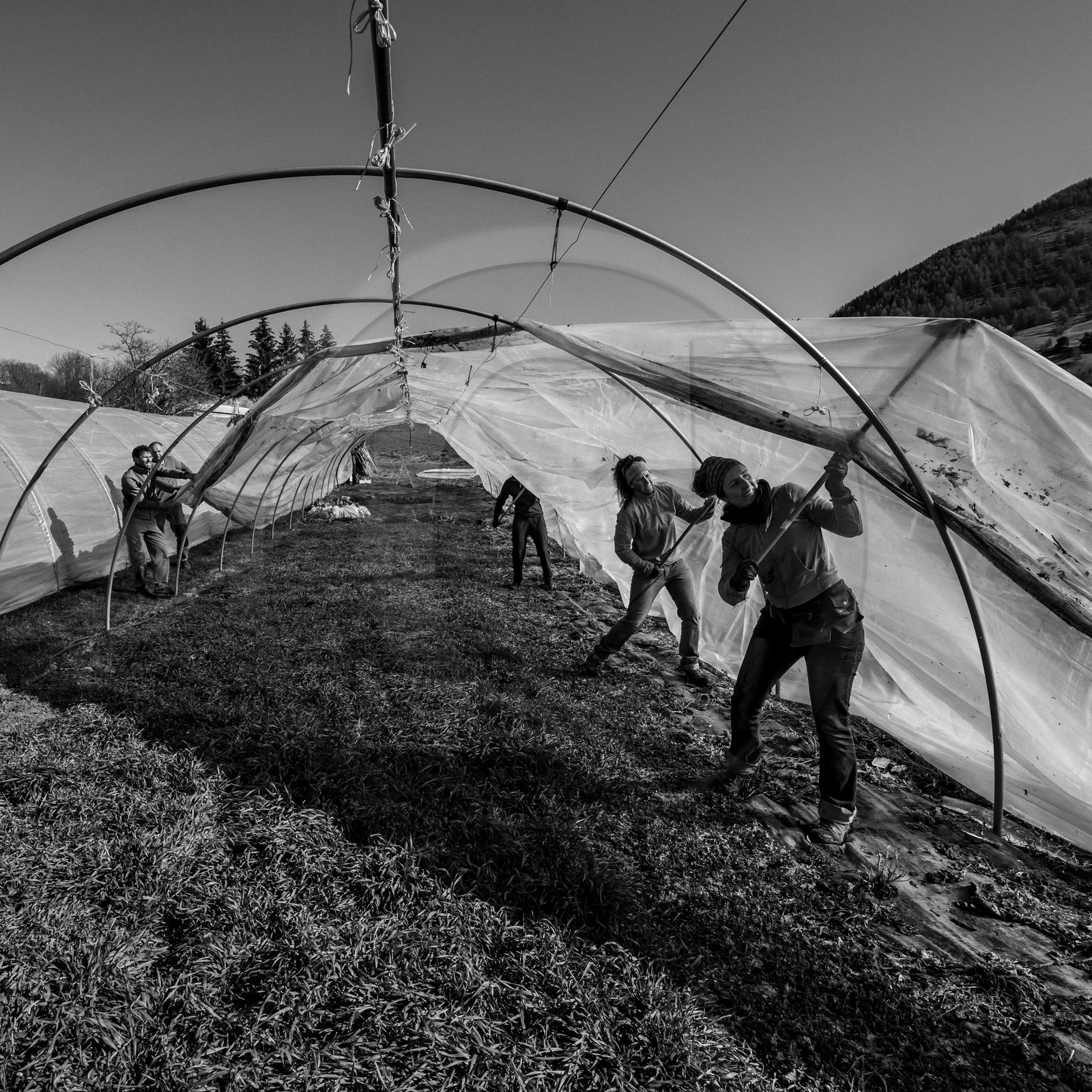 Montage de serres tunnel Montage de serres tunnel