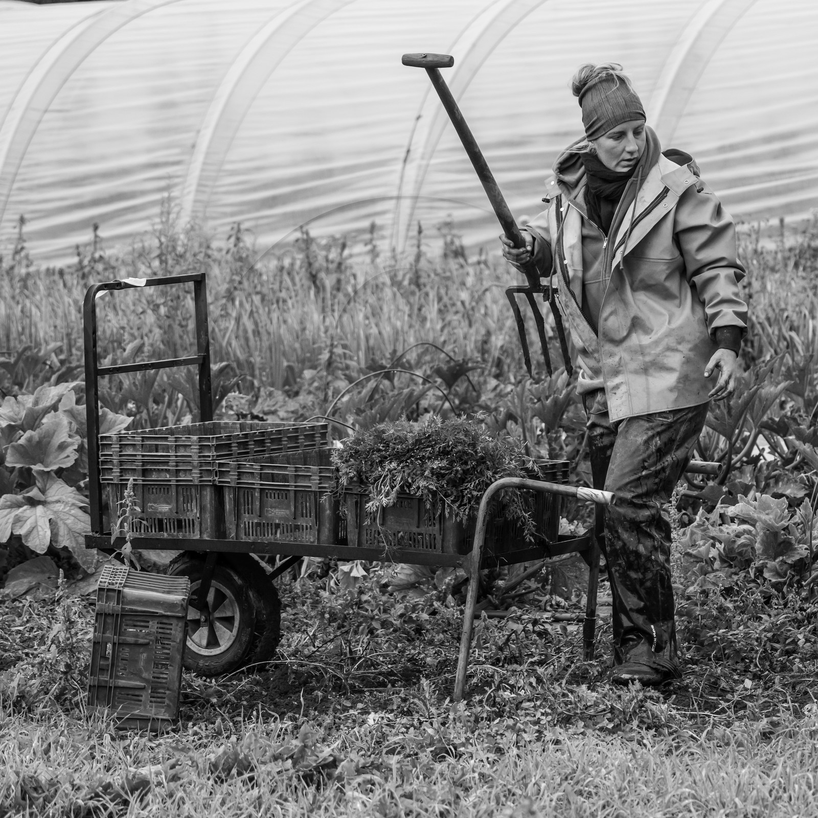 Maraichage biologique dans le Champsaur