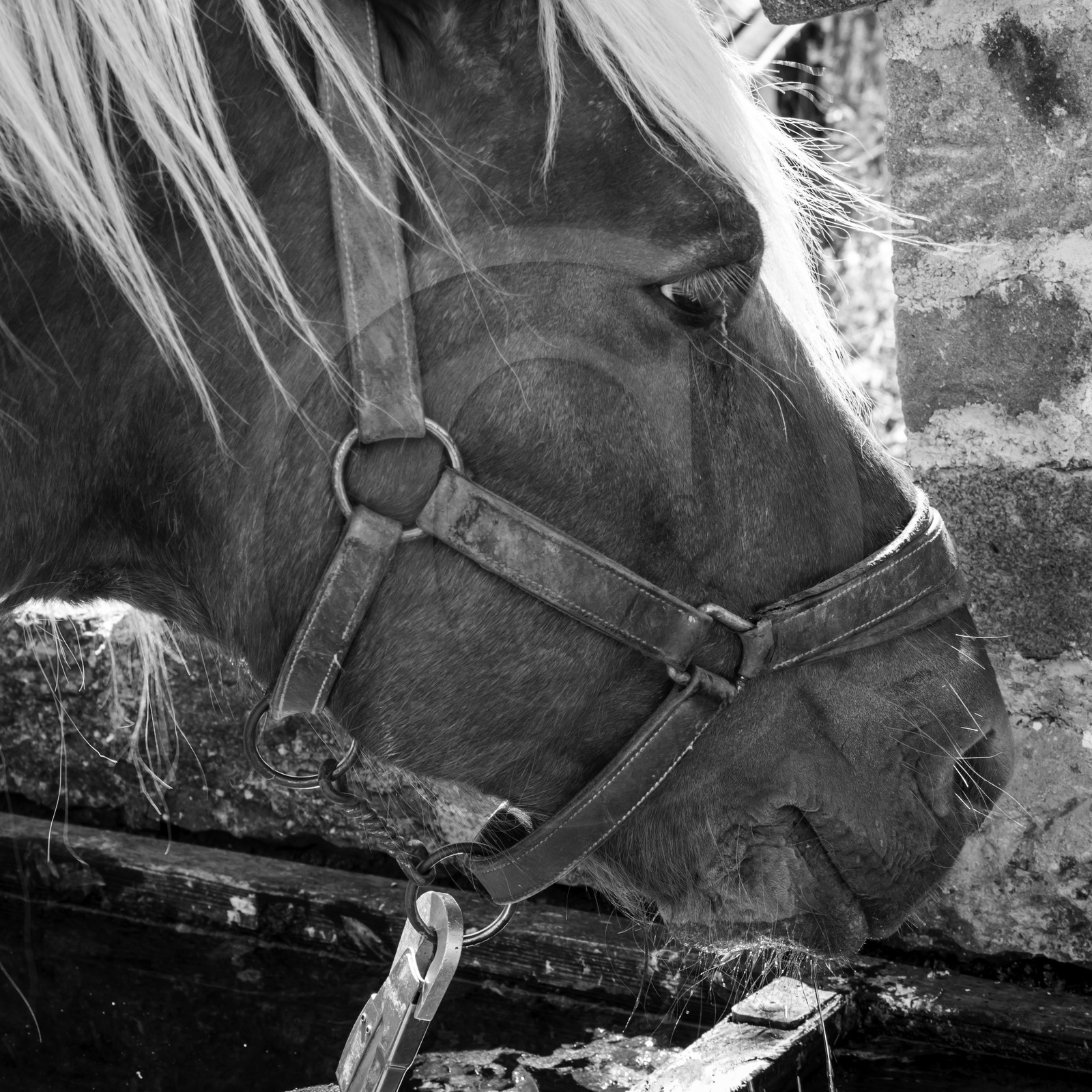 Labour avec un cheval