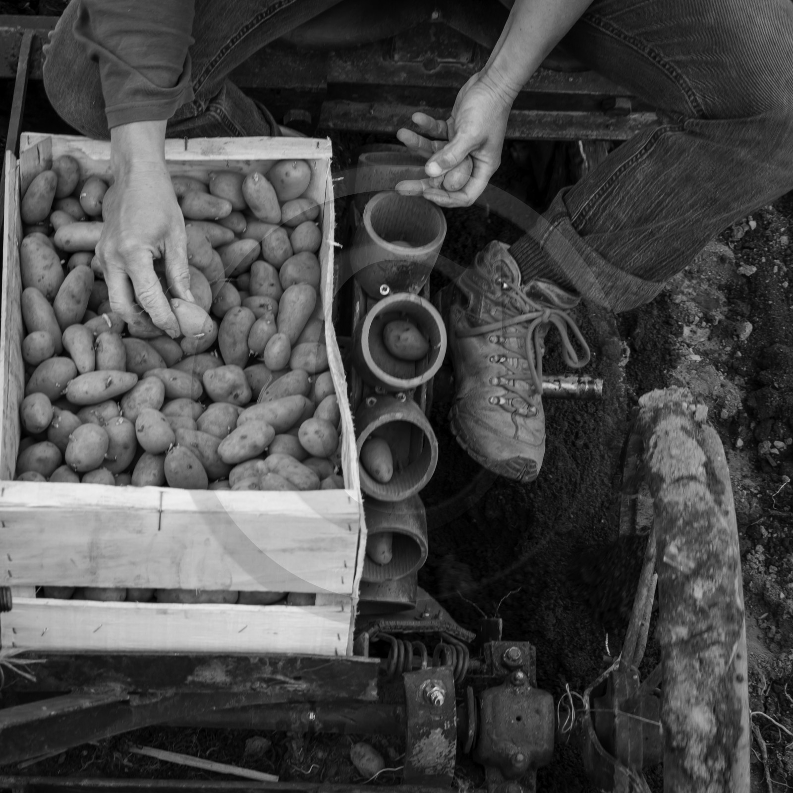 La plantation des pommes de terre