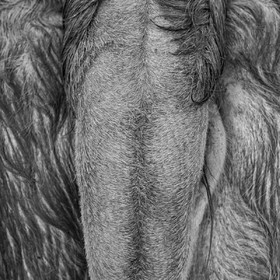 Rencontres paysannes à Saint-Bonnet en Champsaur