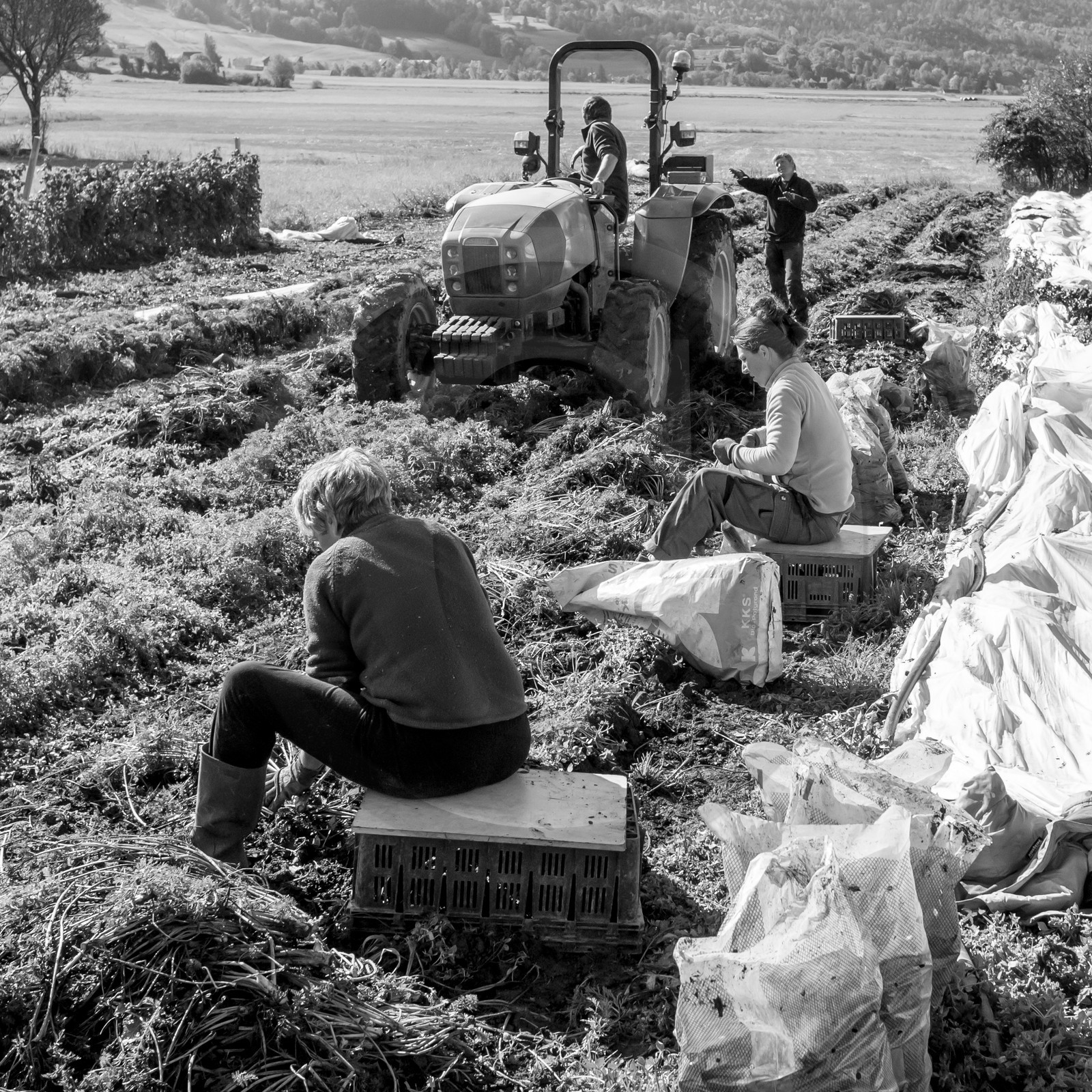 La récolte des carottes