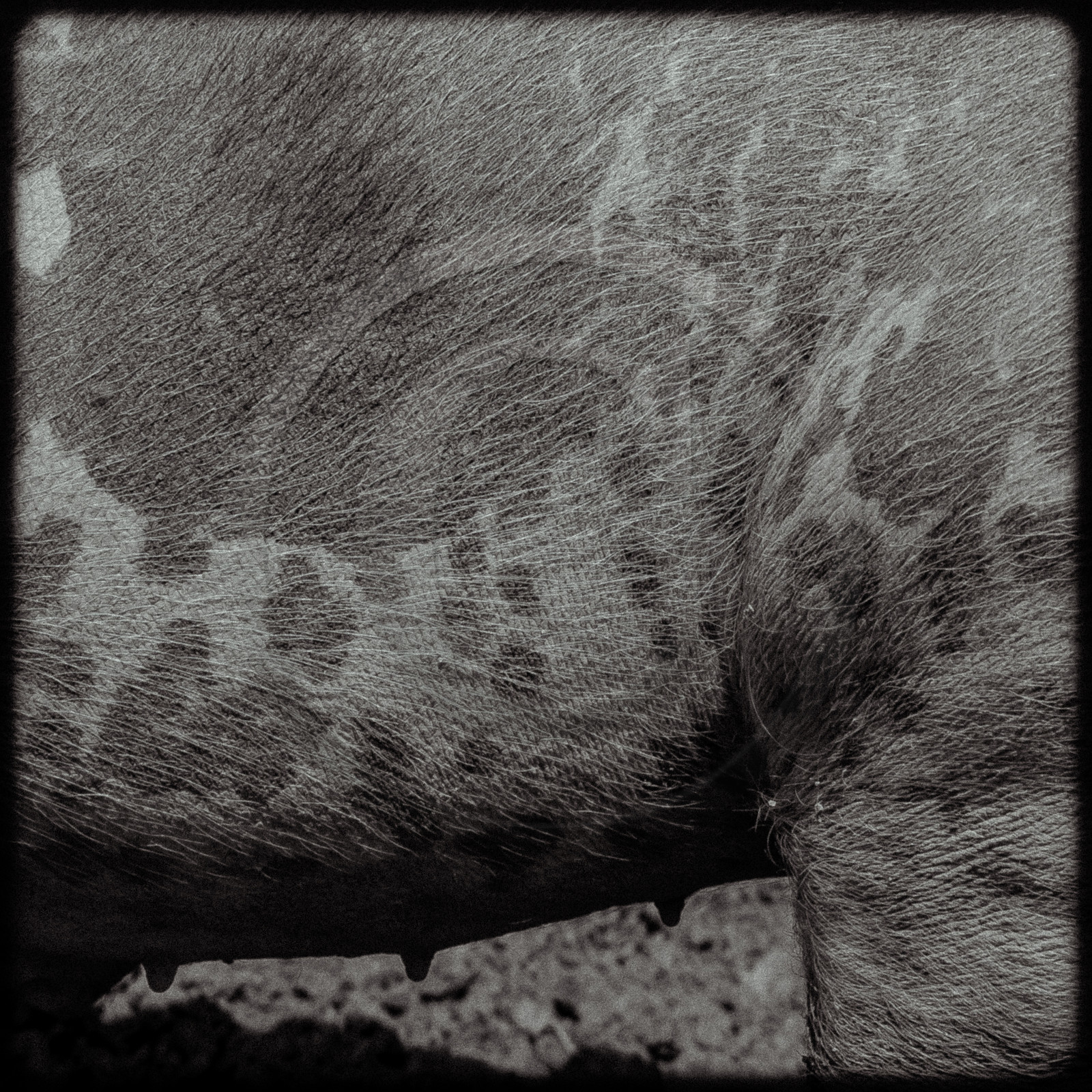 Portraits des animaux de la ferme