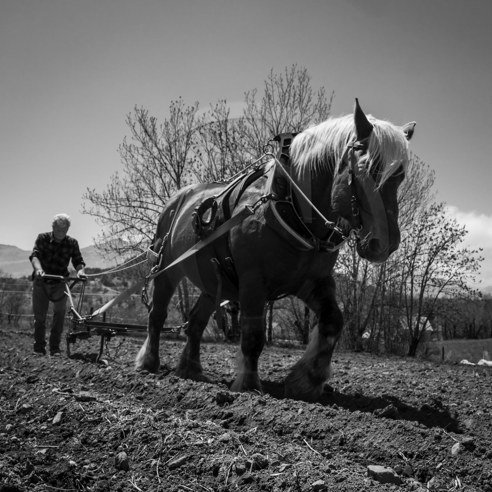Labour avec un cheval