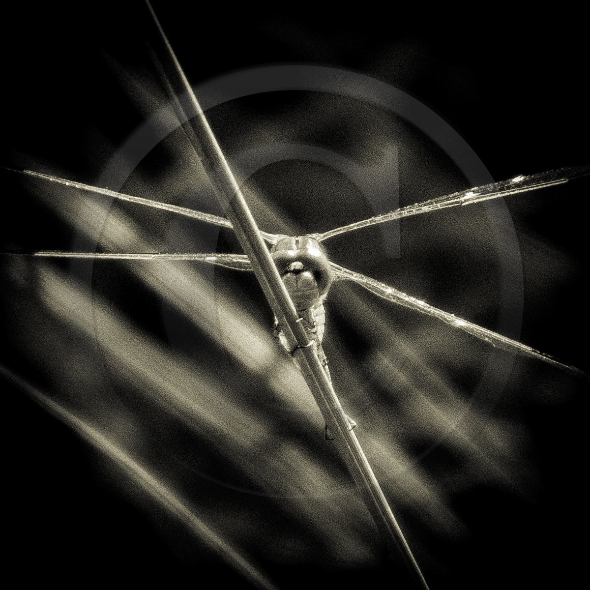 Portrait de libellule