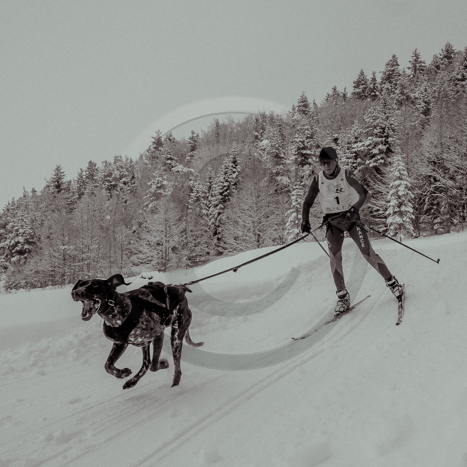 La Valgaude Traineau 2015