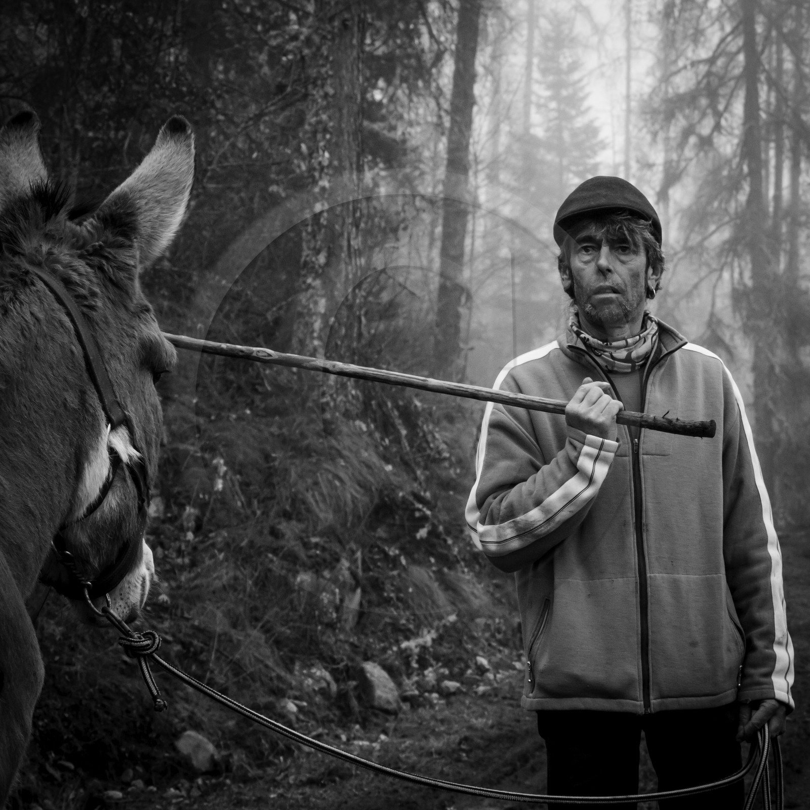 La transhumance des ânes