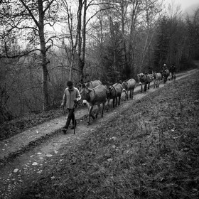 La transhumance des ânes