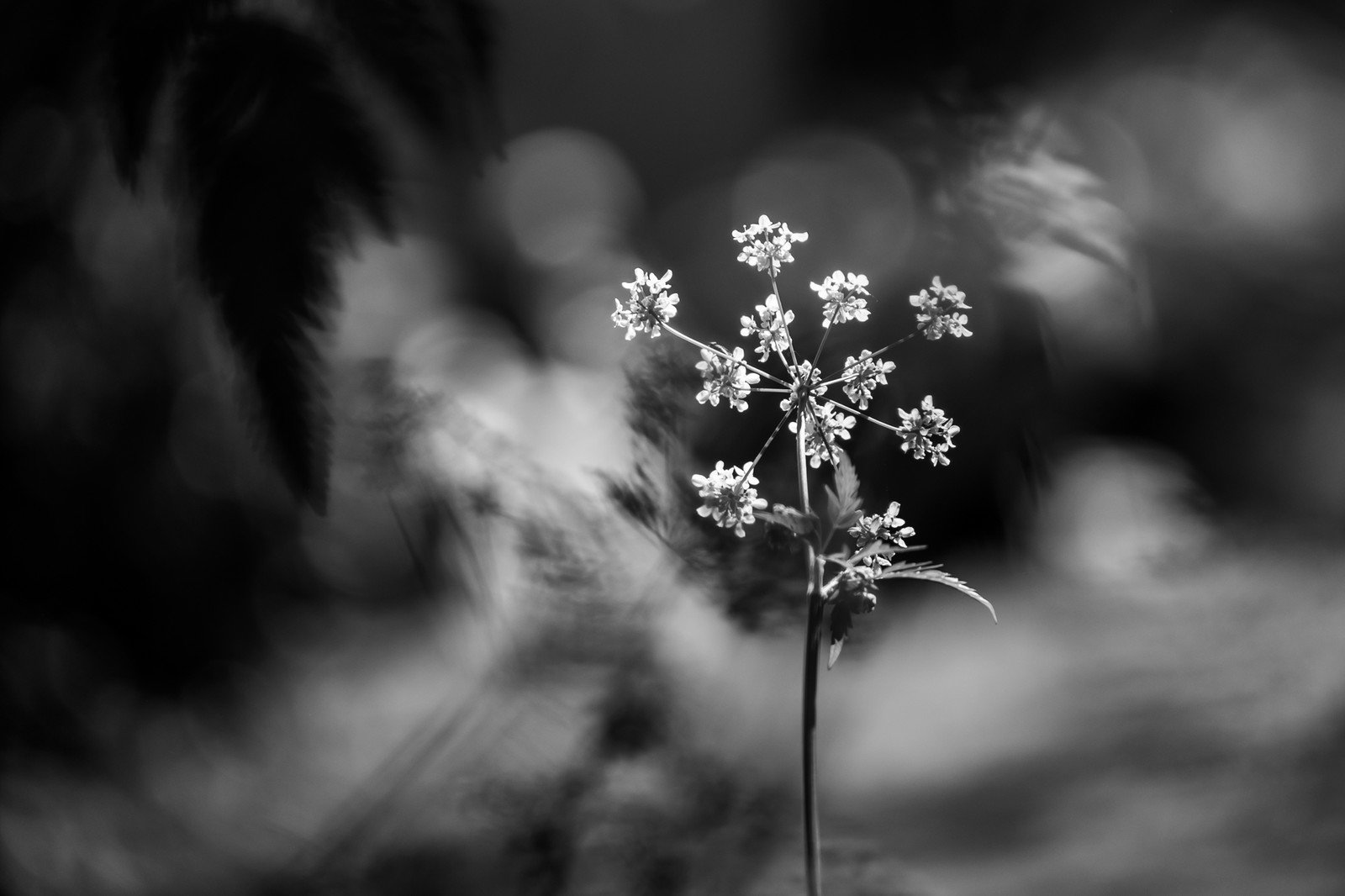 16 mai 2025 : Journée des aidants