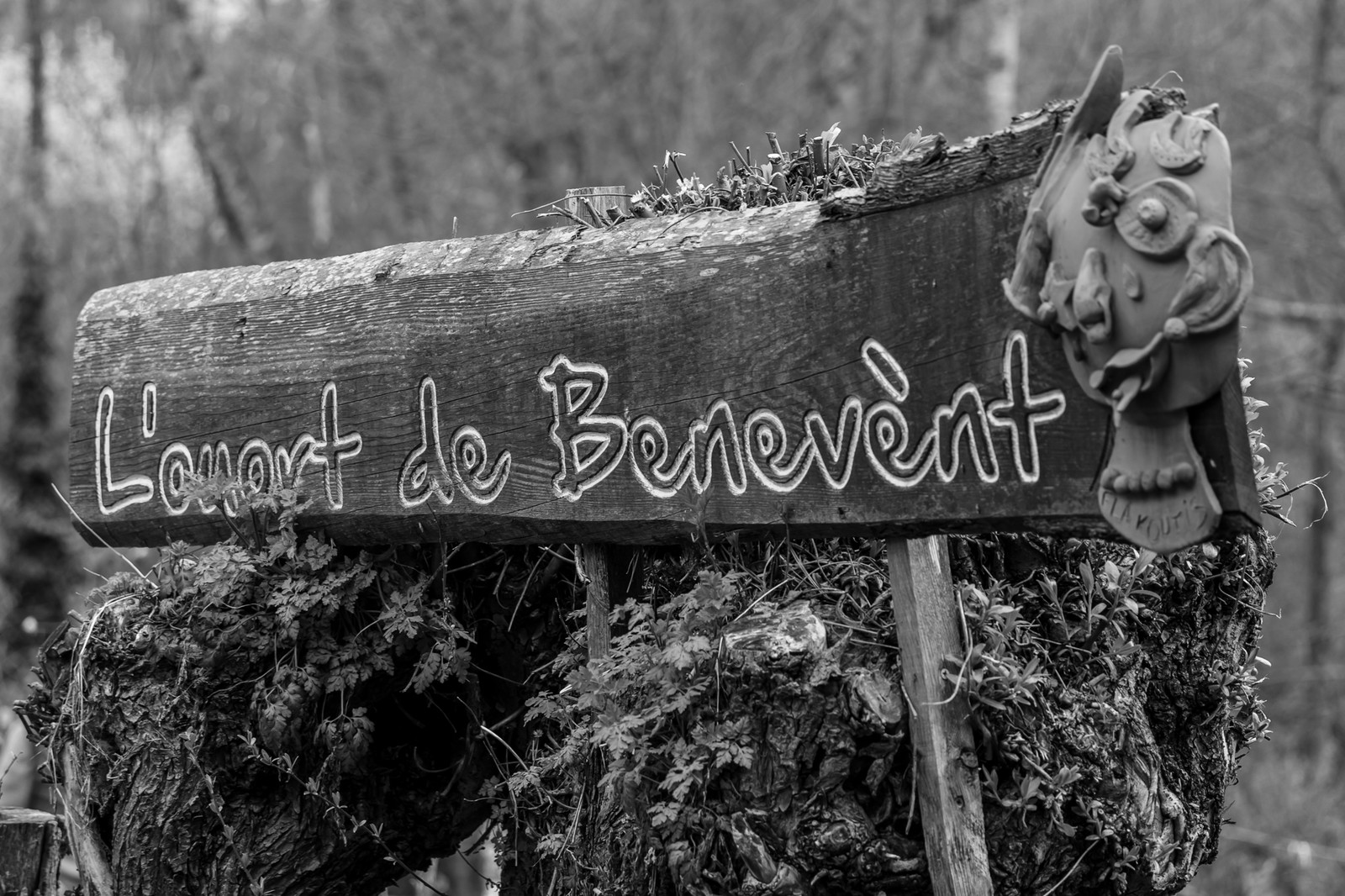 23 avril 2025 : Des oiseaux et des plantes