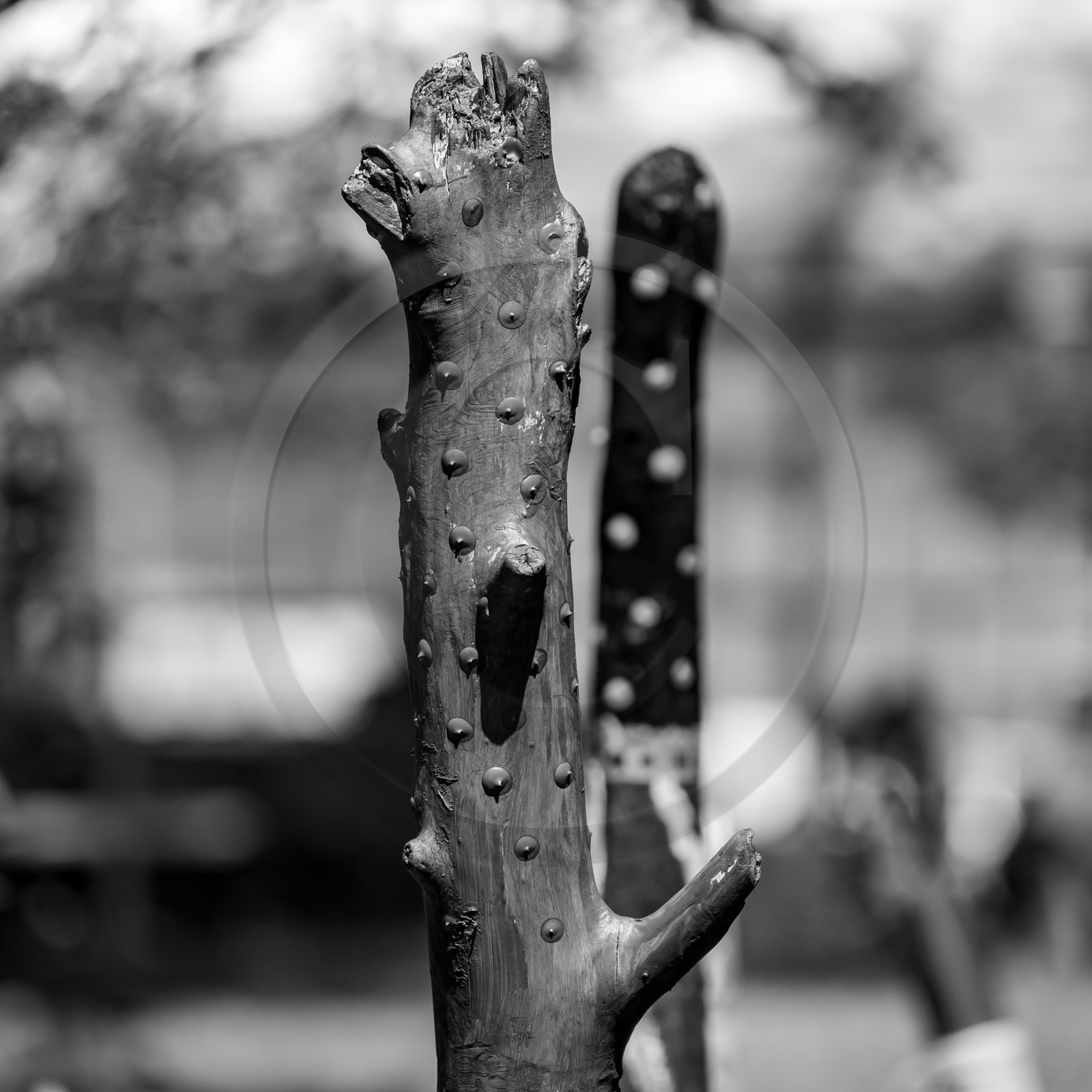 11, 12 et 13 août 2021 : L'Echo des Mots