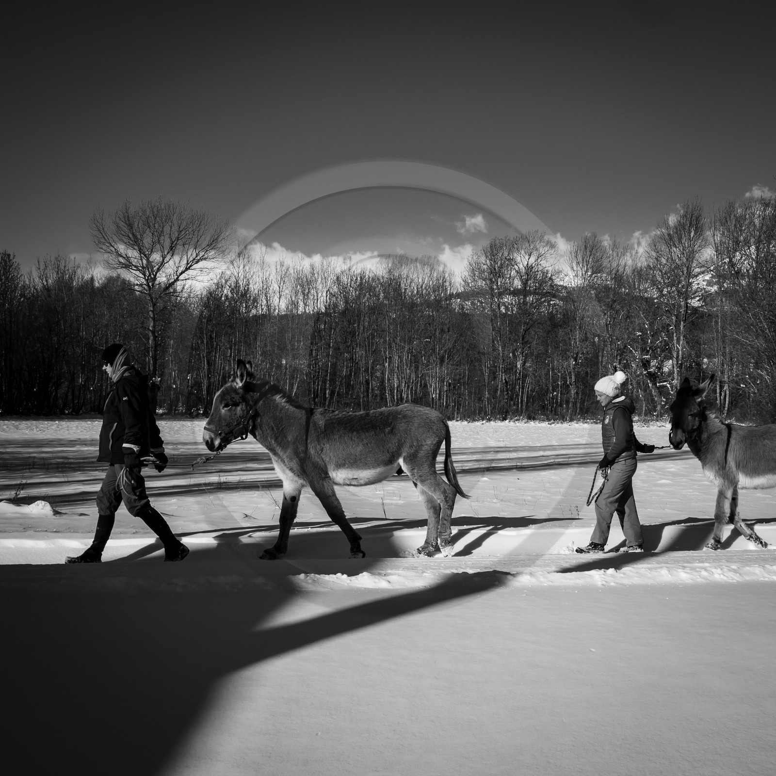 Les ânes dans la neige