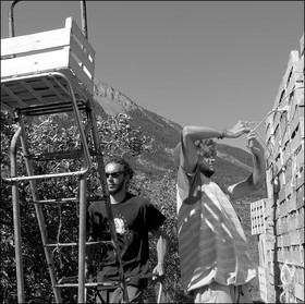 La récolte des pommes