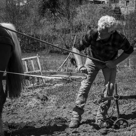 Labour avec un cheval