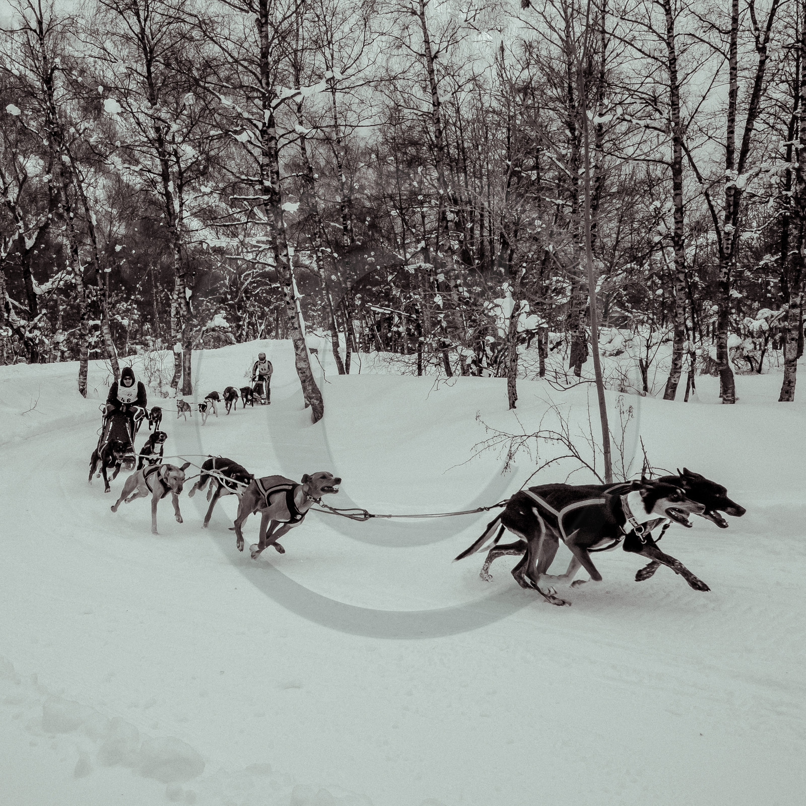 La Valgaude Traineau 2015