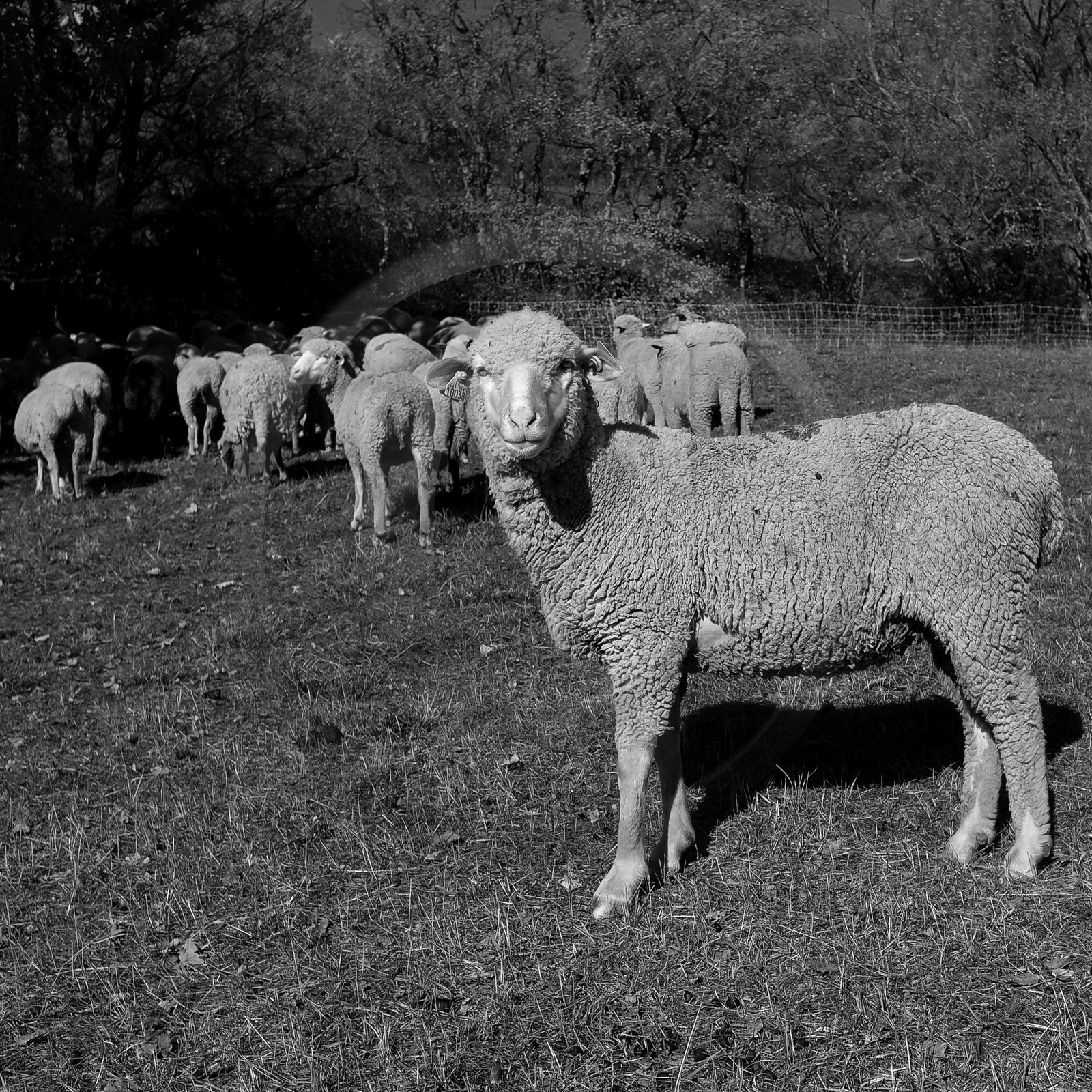 Des moutons et des parcs