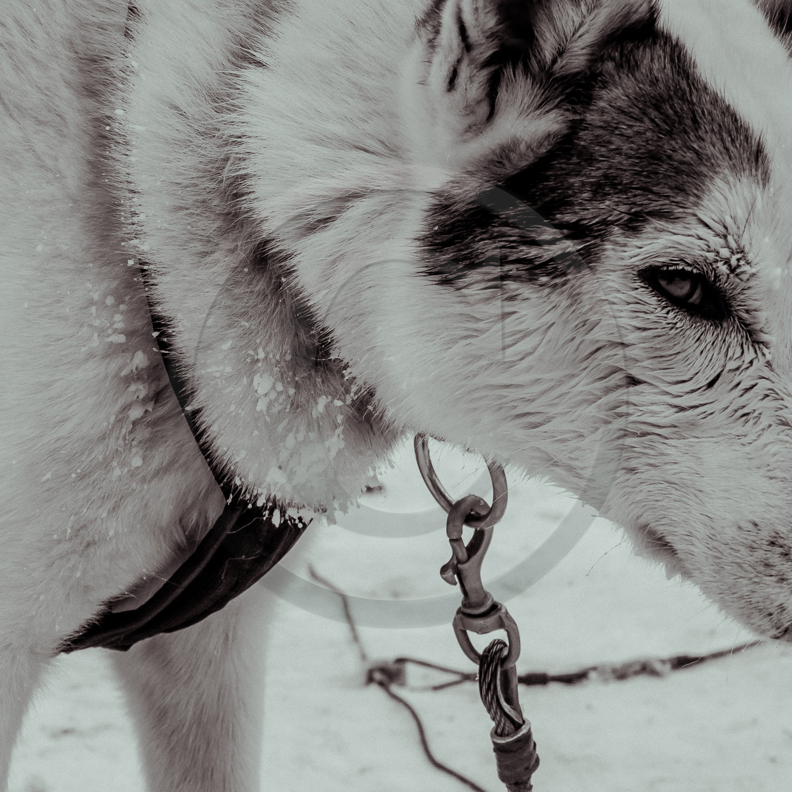 La Valgaude Traineau 2015