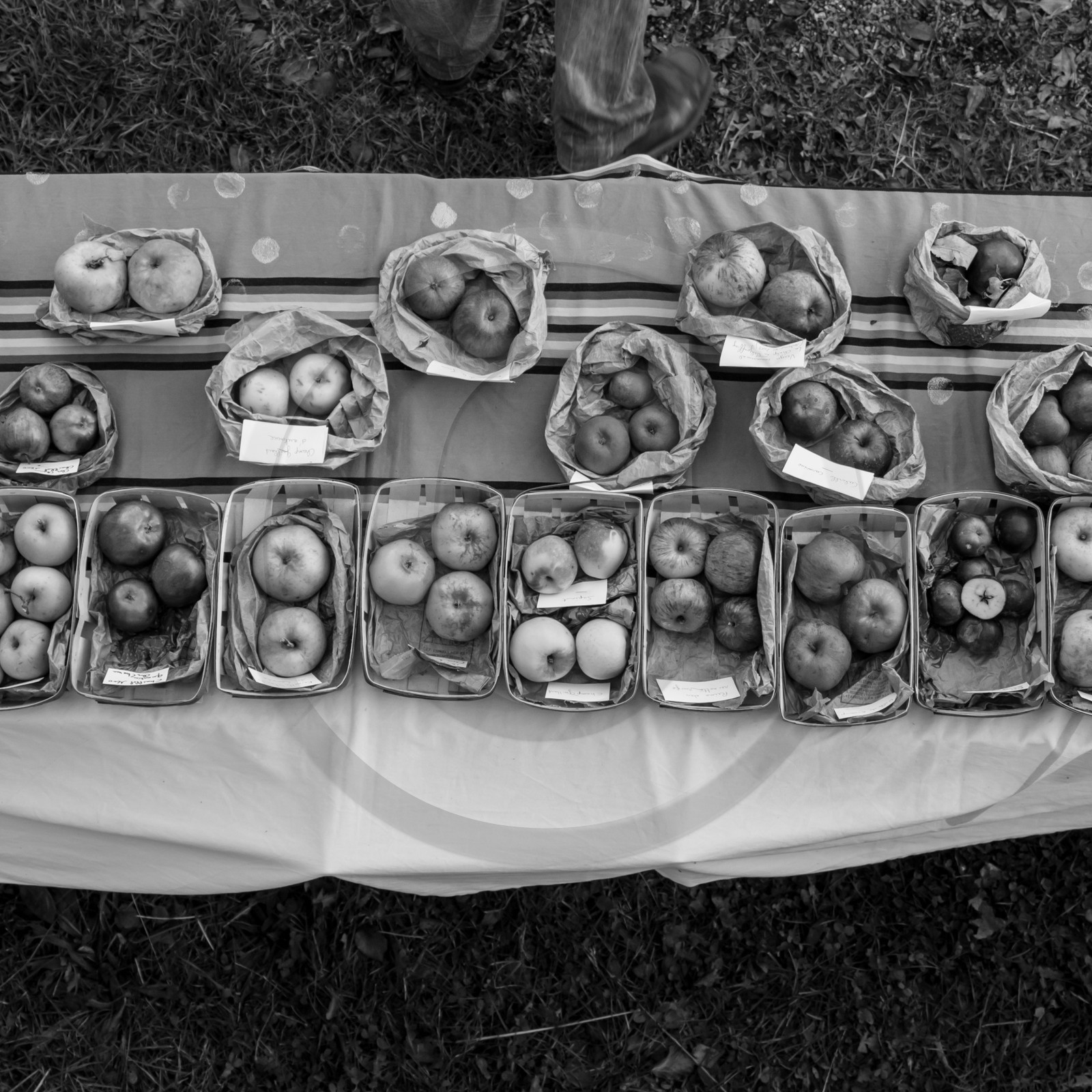 Ramène ta pomme Ramène ta pomme