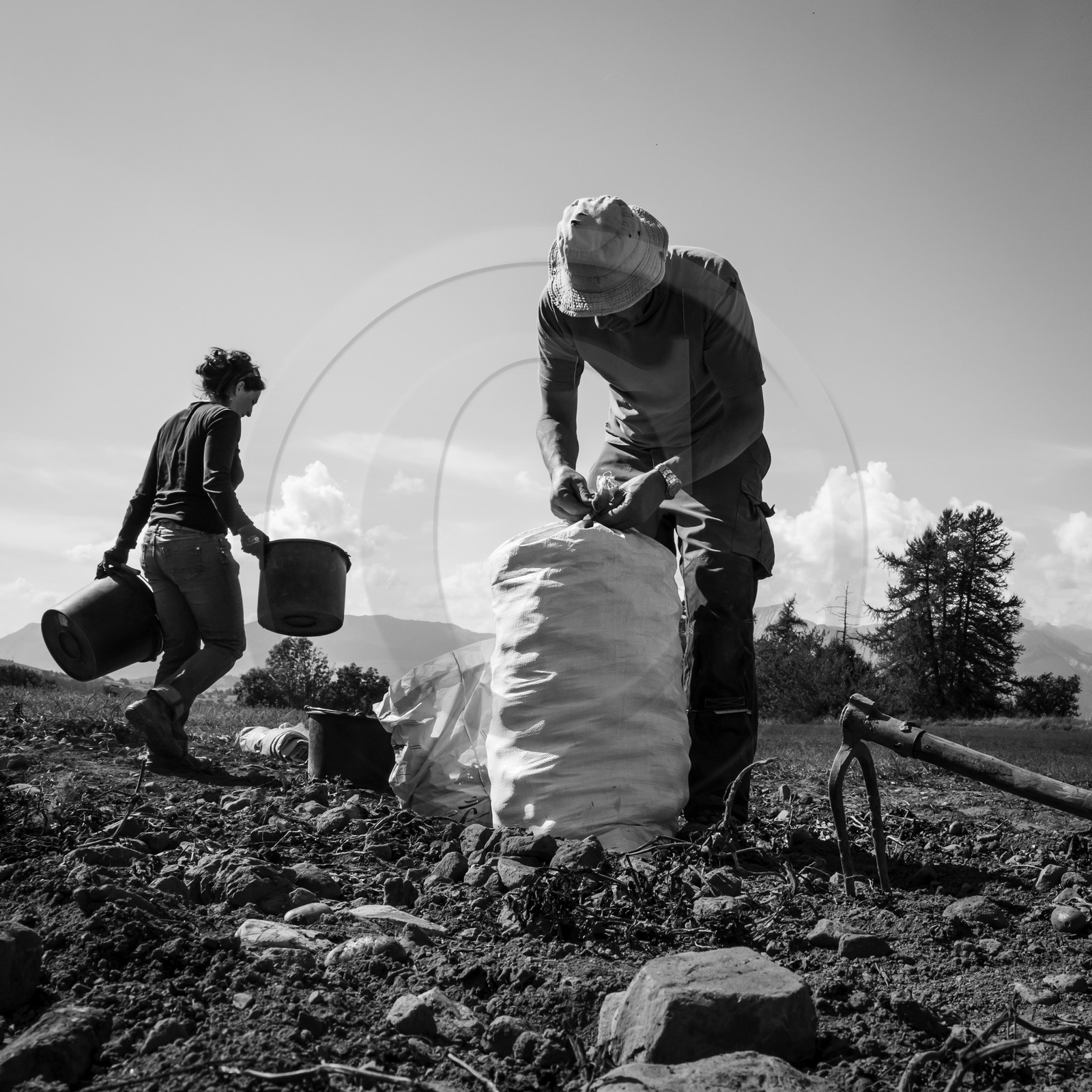 La récolte des pommes de terre